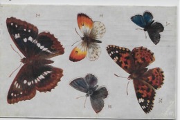 Post Card - Various Species Of Butterflies - Papillons
