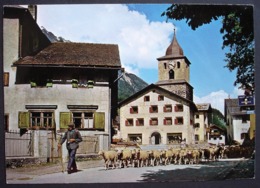 BERGÜN Dorfplatz Hirte Mit Schafen - Bergün/Bravuogn