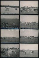 Cca 1930 Vidéki életképek: állatok, Gazdálkodás, Stb., 14 Db Fotó, Kettő Hátulján Feliratozva, 7×9 Cm - Sonstige & Ohne Zuordnung