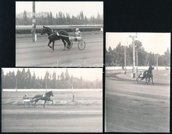 Cca 1975 Tóbiás, Tájfun és Zsugori Versenylovak, 3 Db Fotó, Hátuljukon Feliratozva, 9×14 Ill. 9×12 Cm - Other & Unclassified