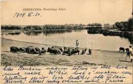 T2 1908 Debrecen, Hortobágy Folyó, Sertésnyáj. Chylinsky Felvétele - Zonder Classificatie