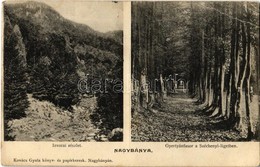 * T3 1907 Nagybánya, Baia Mare; Izvora (Forrásliget), Gyertyán Fasor A Széchenyi Ligetben. Kovács Gyula Kiadása / Valley - Non Classés