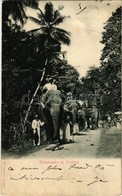 T3/T4 1902 Elephants In Ceylon, Sri Lankan Folklore (wet Damage) - Ohne Zuordnung