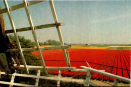 KEUKENHOF - Lisse-Holland - Lisse