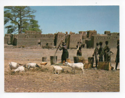 Burkina Faso: Pres De Koudougou, Pilage Du Sorgho, Chevres, Chevre (19-1715) - Burkina Faso