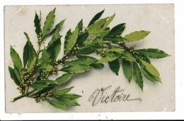 CPA-Carte Postale-France -Laurier ?   VM6489 - Plantes Médicinales