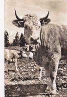 SUISSE,SWITZERLAND,SVIZZERA,SCHWEIZ,HELVETIA,SWISS,VACHE A LAIT,CLOCHE,CARTE PHOTO A DERIAZ DE BAULMES,RARE - Riaz