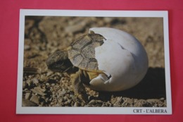 Albera - Nice Turtle  - Old Postcard - Turtles