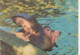 82351- HIPPOPOTAMUS, MAMMALS, ANIMALS - Ippopotami