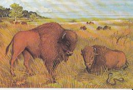 82387- AMERICAN BISON, MAMMALS, ANIMALS - Stieren