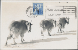 Thematik: Tiere, Fauna / Animals, Fauna: 1953/1956, Canada. Lot With 4 Black And White Maximum Cards - Autres & Non Classés