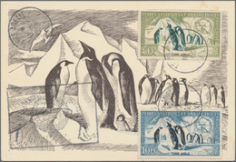 Thematik: Tiere-Vögel / Animals-birds: 1958, French Antarctic Territories. Maximum Card With The Com - Sonstige & Ohne Zuordnung