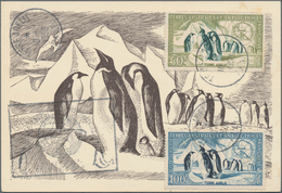 Thematik: Tiere-Vögel / Animals-birds: 1958, French Antarctic Territories. Maximum Card With The Com - Other & Unclassified