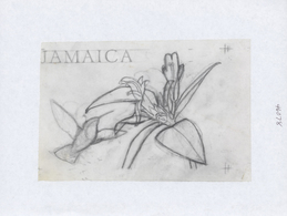 Thematik: Tiere-Vögel / Animals-birds: 1973, Jamaica, HUMMINGBIRD Approaching COLUMNEA ARGENTEA, Una - Altri & Non Classificati