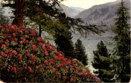Rhododendron Ferrugineum * Poststempel Urnäsch 10. 3. 1911 - Urnäsch
