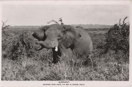 Elephant - Namanga River Hotel, Nairobi, Kenya - Kenya