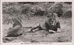 Lion - Namanga River Hotel, Nairobi, Kenya - Kenya