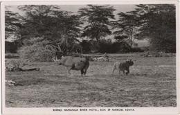 Rhino - Namanga River Hotel, Nairobi, Kenya - Kenya