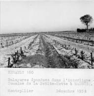 HERAULT  34  MAUGUIO  DOMAINE DE LA PETITE MOTTE - BALAYURES EPANDUES DANS L'INTERLIGNE - AGRICULTURE, VIGNE - Mauguio