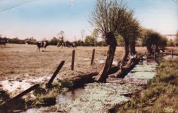 LONDINIERES(ARBRE) - Londinières