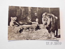 Hamburg. - Carl Hagenbeck's Tierpark. (15 - 7 - 1957) - Stellingen