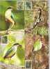 Maxi Cards Taiwan 2006 Conservation Bird -Fairy Pitta Fauna Flower - Maximumkarten