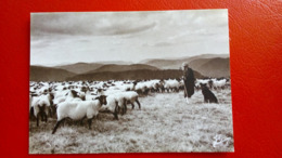 CPM. N°67. Joël COUCHOURON - LES Vosges - LE BERGER ET SON TROUPEAU DE MOUTONS TETE NOIRE - CHIEN - LES VIEUX METIERS - - Lorraine