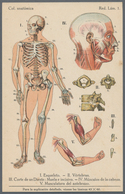 Ansichtskarten: Motive / Thematics: MEDIZIN, Anatomie Des Menschen, Vier Kolorierte Lithographien In - Andere & Zonder Classificatie