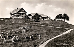 Gast- U. Kurhaus Alp Scheidegg - Wald (Zch.) (08994) * 21. 10. 1949 - Wald