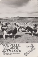 Océanie - New-Zealand - Auckland - Agriculture élevage Vaches - New Zealand