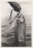 Océanie - Tahiti - Photo Gian Paolo Barbieri - Poissons - Tahiti