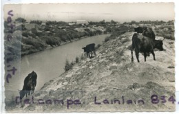 - 25 - Stes MARIES De La MER - Taureaux De Camargue, écrite, 1957, Peu Courante, Petit Format, BE, Scans. - Saintes Maries De La Mer