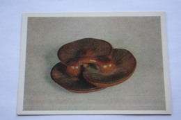 Mushrooms   - Netsuke, Wood   - OLD Postcard  - Mushroom / Champignon - 1984 - Champignons