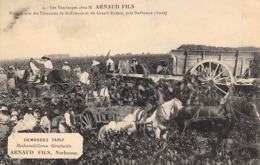 Thème.  Métiers Divers.       11 Aude Narbonne  .Vendanges Chez Arnaud       (Voir Scan) - Autres & Non Classés