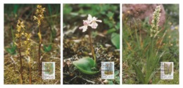 GREENLAND 1996 Arctic Orchids: Set Of 3 Maximum Cards CANCELLED - Cartas Máxima