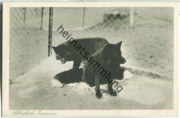 Silberfuchs - Jungpaar - Pelztierfarm Dhünnenburg Dabringhausen Bei Köln  - Verlag C. G. Kremer B. Gladbach - Wermelskirchen