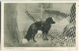 Silberfuchs - Jungrüde - Pelztierfarm Dhünnenburg Dabringhausen Bei Köln - Verlag C. G. Kremer B. Gladbach - Wermelskirchen