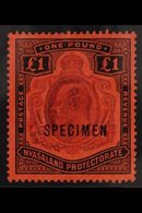 1908 £1 Purple And Black On Red, Ovptd "Specimen", SG 81s, Very Fine Mint. For More Images, Please Visit Http://www.sand - Nyasaland (1907-1953)