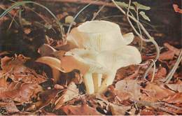 CHAMPIGNONS - HYGROPHORUS EBURNEUS - Mushrooms