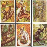 Lot De 6 Chromos Faune Africaine Mammifères N° 8 23 24 26 27 Et 28 Potto Galago Ascagne Léopard Singe Doré Et Argenté - Altri & Non Classificati