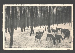 Transinne - Forêt De Transinne - éd. Hôtel De La Barrière - Cerf / Deer - Libin