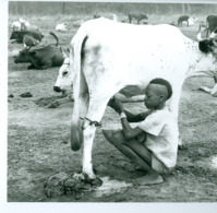 Photo Bénin. Traite Matinale Par Jeune Peul Près De Parakou 1980. Photo Du Père Gust Beeckmans. - Africa