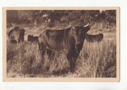 "Lou Mamaï " Redoutable "Cocardier" De La Manade Aubert Frères Du Petit Badon  - Achat Immédiat  (cd 002) - Stieren