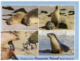 (ED 9) Australia - SA - Kangaroo Island Seals - Fremantle
