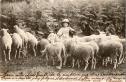 23. CPA. Petite Bergere Creusoise Avec Ses Moutons.  1904. - Pontarion