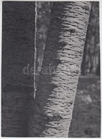 Cca 1937 Kinszki Imre (1901-1945): Wild Cherry Trunks, Feliratozott, Pecséttel Jelzett  Vintage Fotóművészeti Alkotás, P - Other & Unclassified