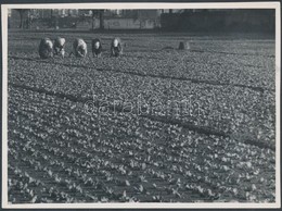 Cca 1935 Kinszki Imre (1901-1945): Palántázók A Kertészetben, Pecséttel Jelzett, Aláírt Vintage Fotóművészeti Alkotás, 1 - Sonstige & Ohne Zuordnung