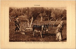 ** T1 Bédouine Trainant La Charrue / Plowing Bedouins, Donkey, Tunisian Folklore - Unclassified