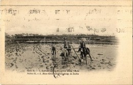 T2 1929 Labourage Des Rizieres Dans L'Inde / Rice-ground Ploughing In India, Folklore - Non Classés