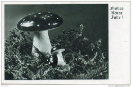 Champignon. Amanite Tue Rouge - Paddestoelen